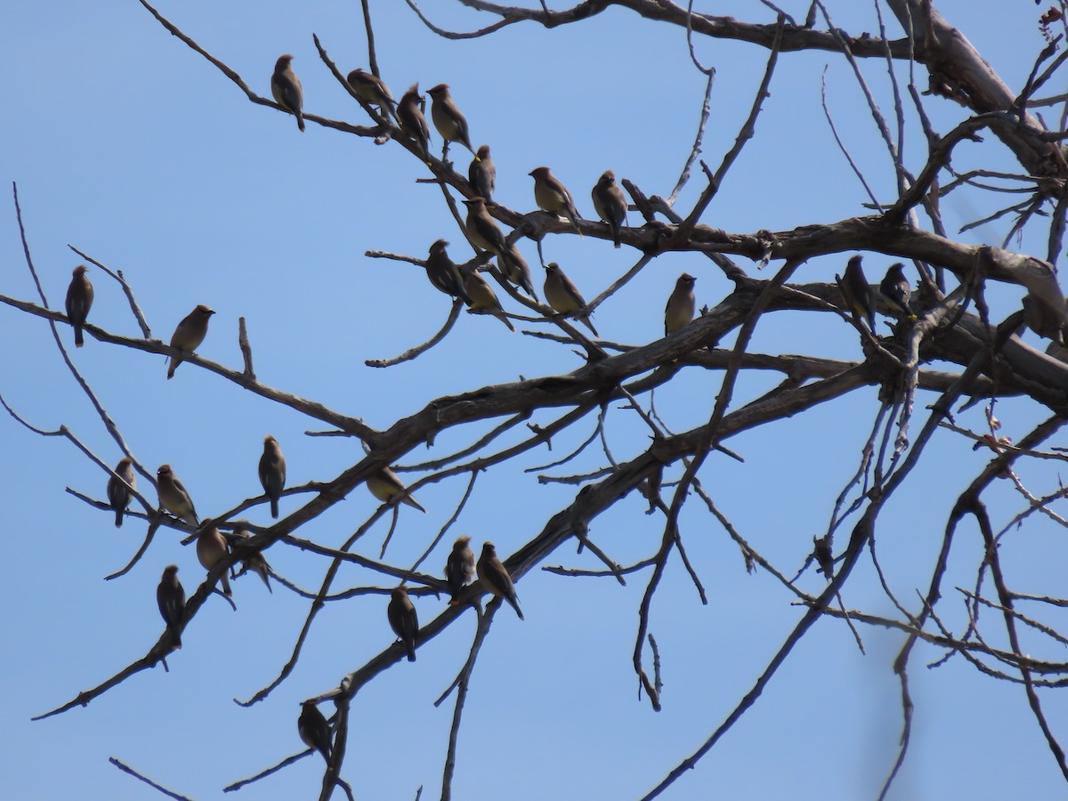 Cedar Waxwing - ML634305006
