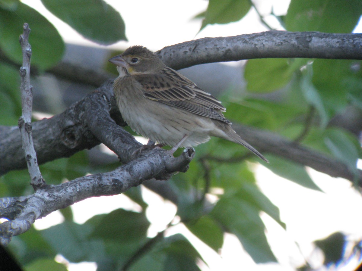 Dickcissel - ML634305011