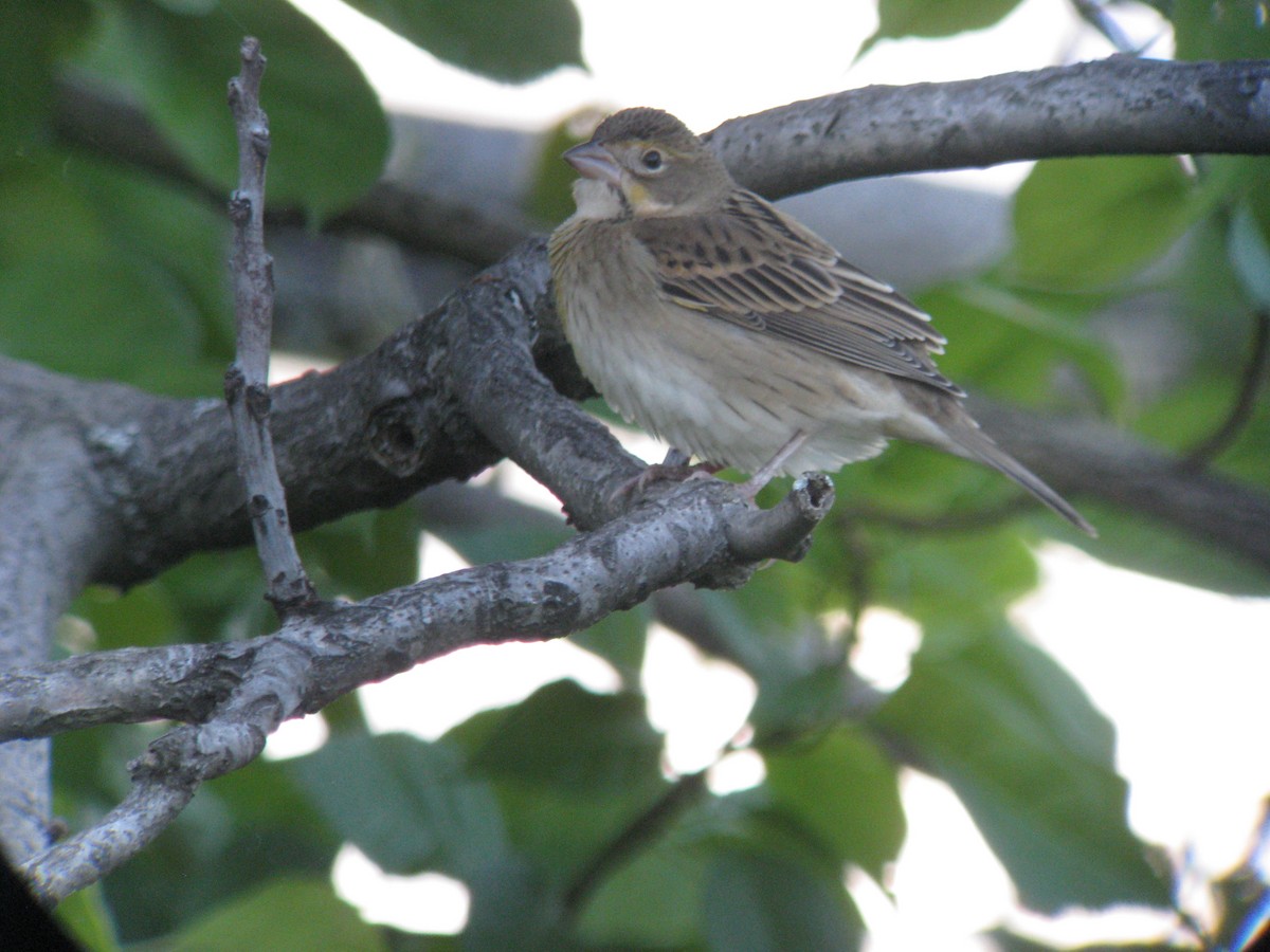 Dickcissel - ML634305020