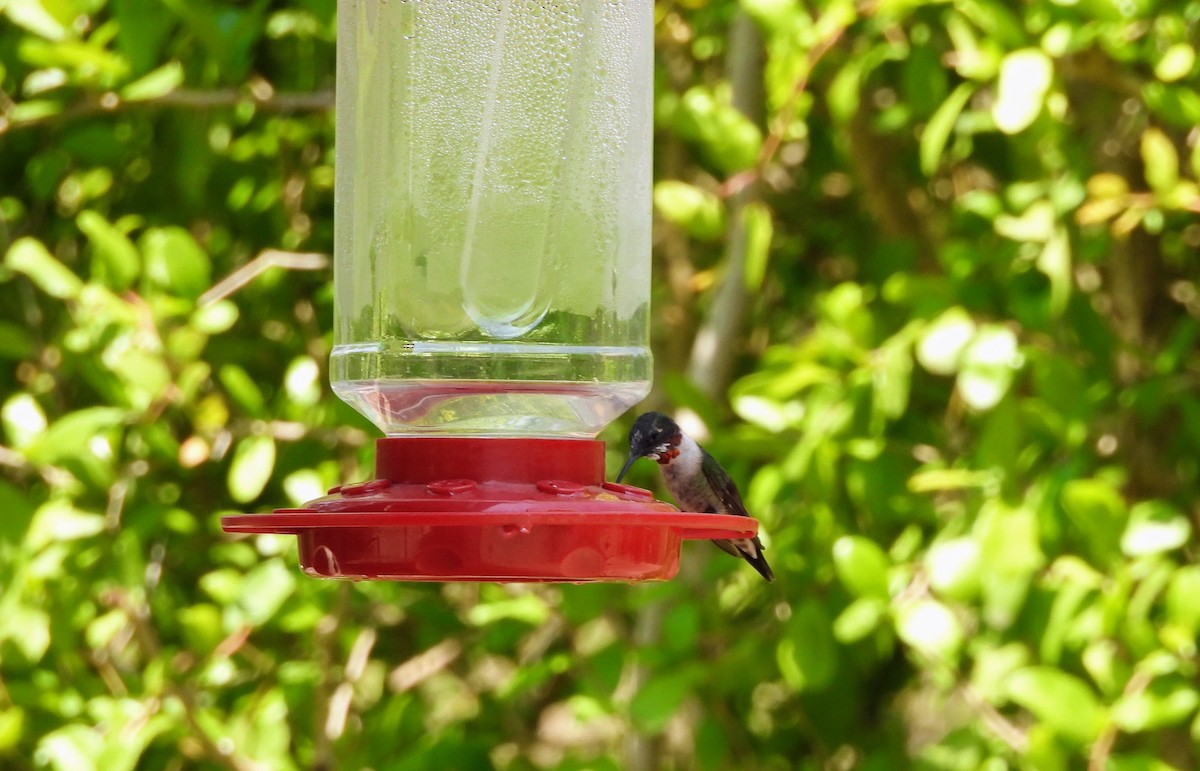 Ruby-throated Hummingbird - ML634305023