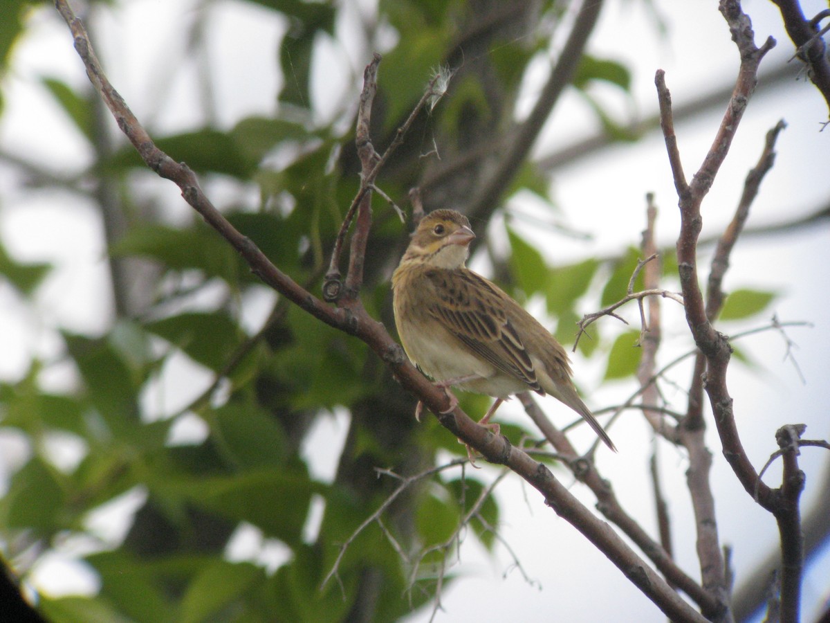 Dickcissel - ML634305034