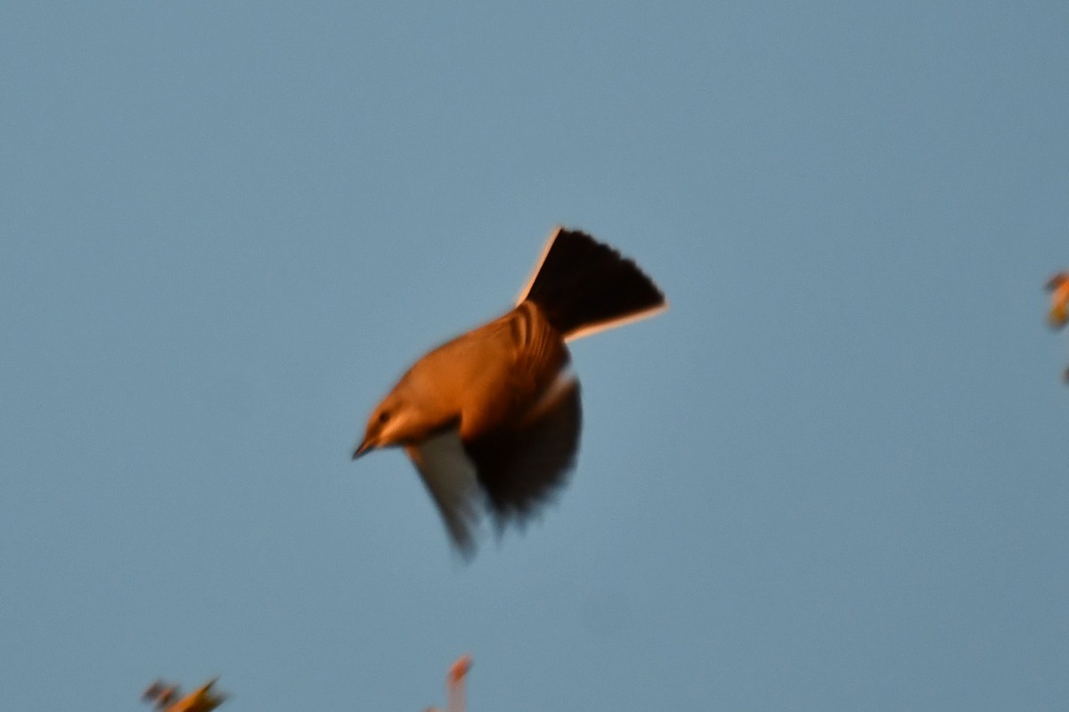 Cedar Waxwing - ML634305050