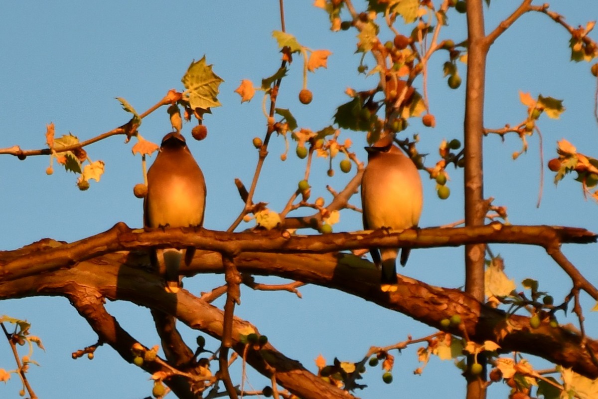 Cedar Waxwing - ML634305051
