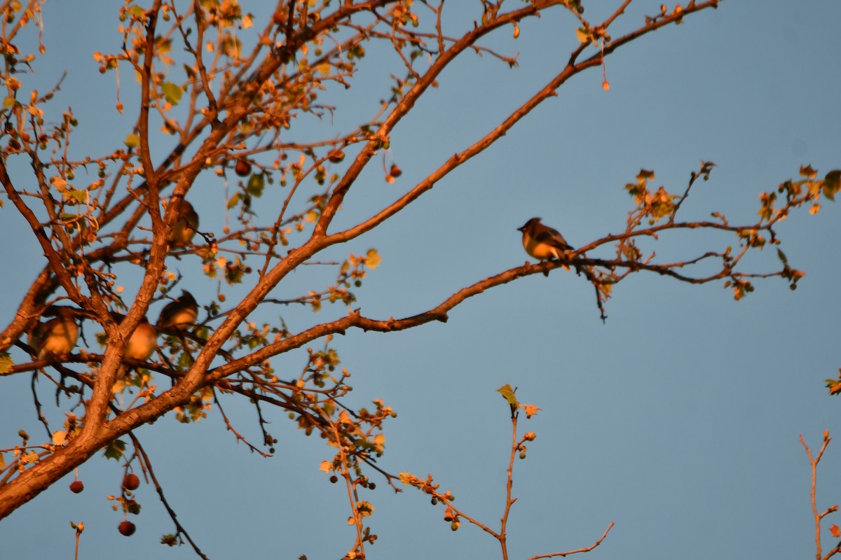 Cedar Waxwing - ML634305052