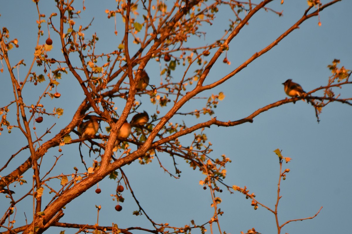 Cedar Waxwing - ML634305053