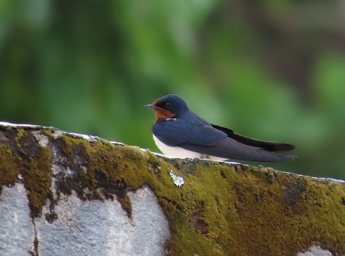 Red-chested Swallow - ML634305060