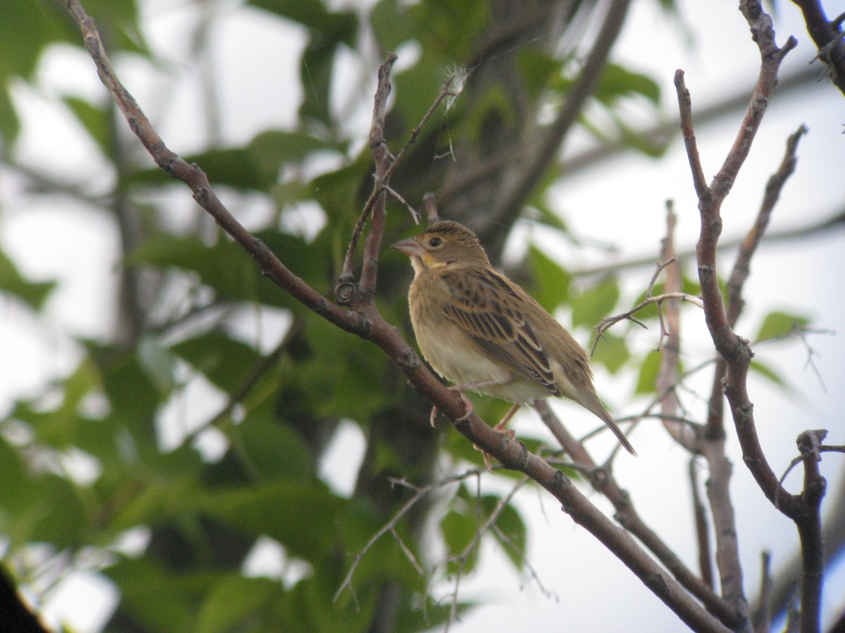 Dickcissel - ML634305062