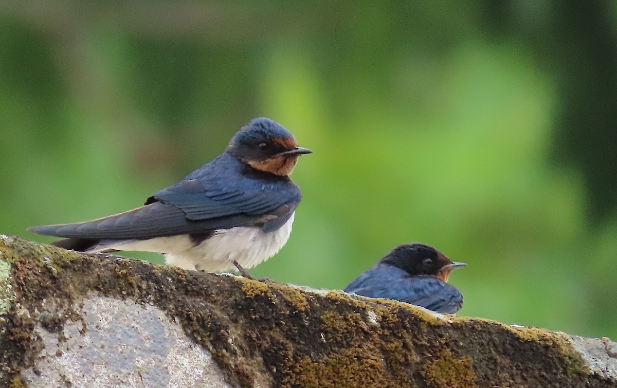 Red-chested Swallow - ML634305083