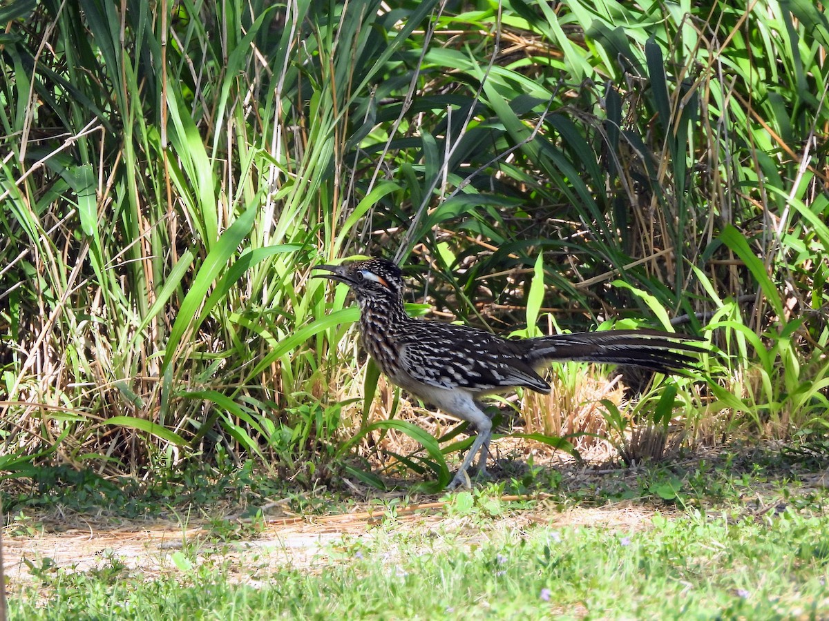 Greater Roadrunner - ML634305084