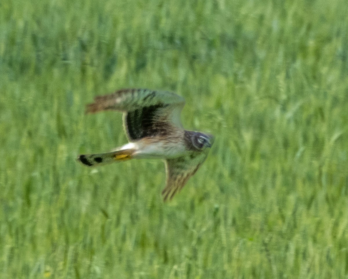 Northern Harrier - ML634305112