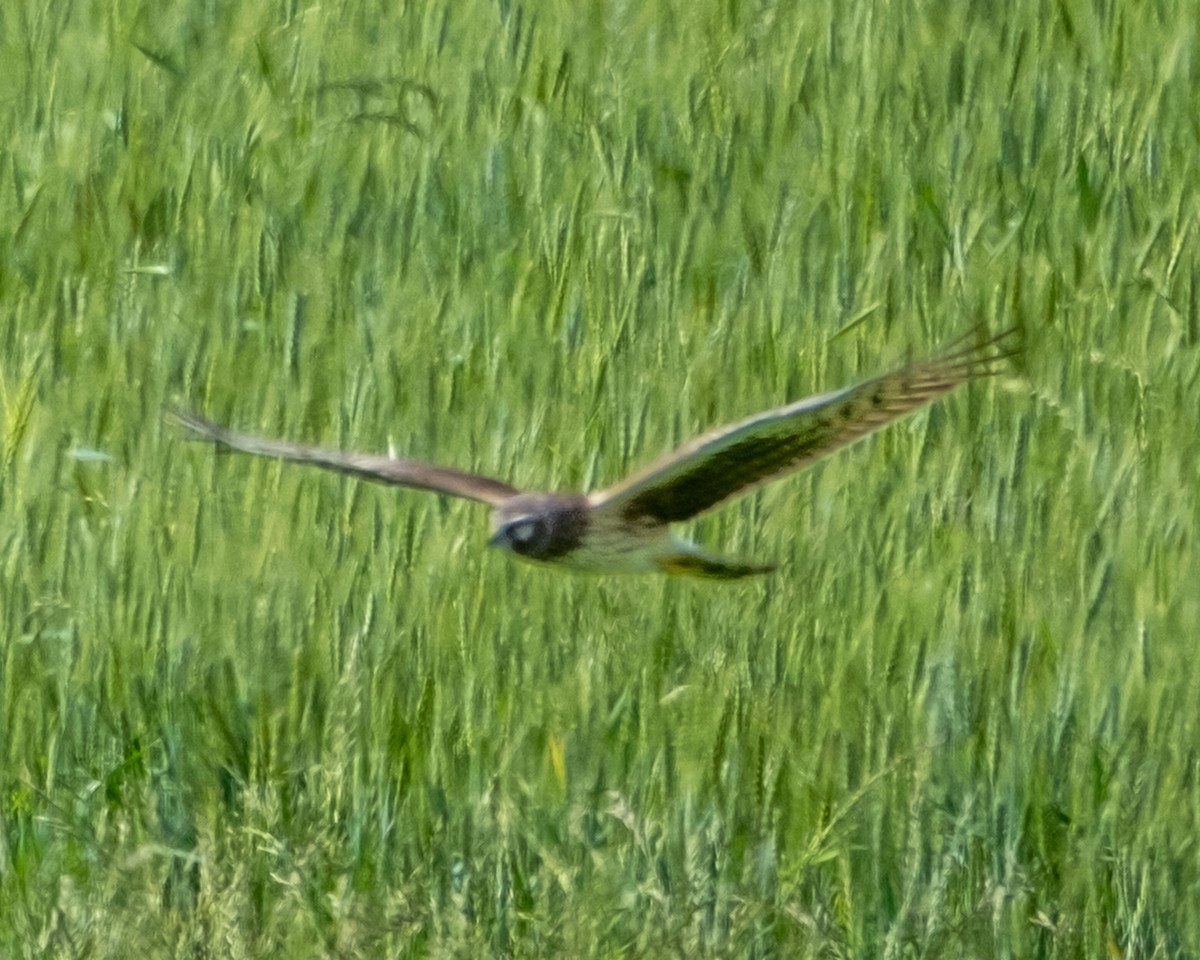 Northern Harrier - ML634305113