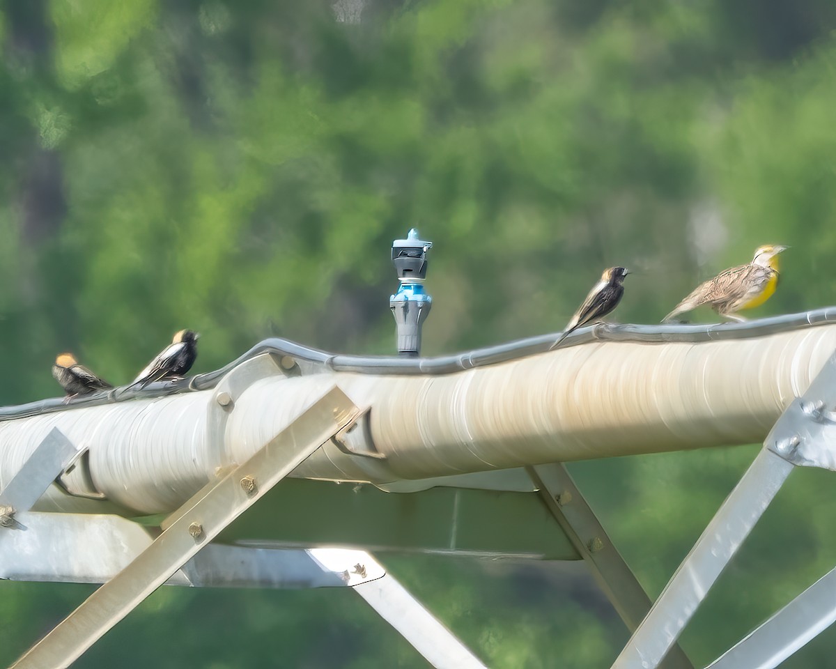 Bobolink - ML634305158
