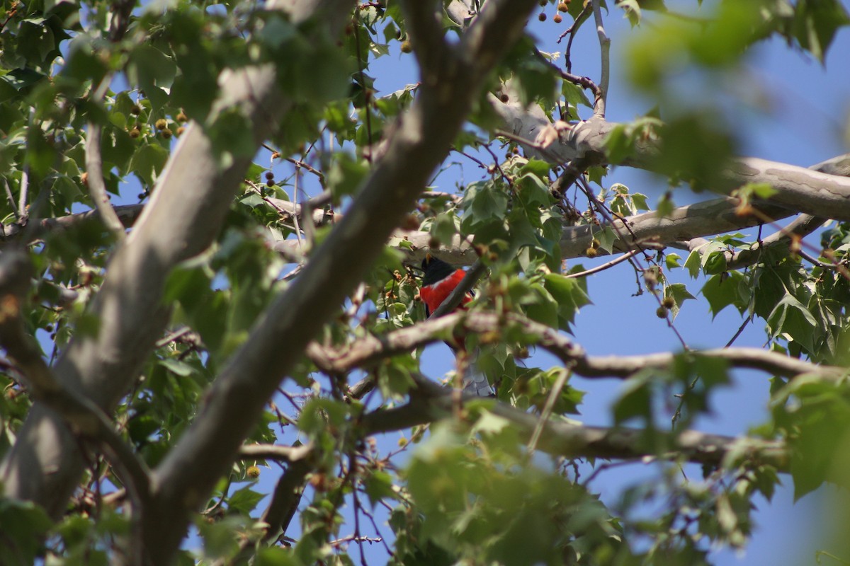 Coppery-tailed Trogon - ML634305197