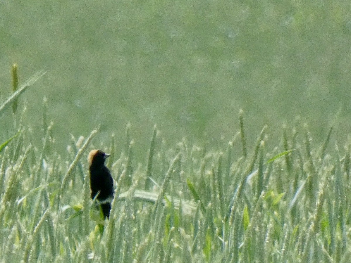 Bobolink - ML634305229