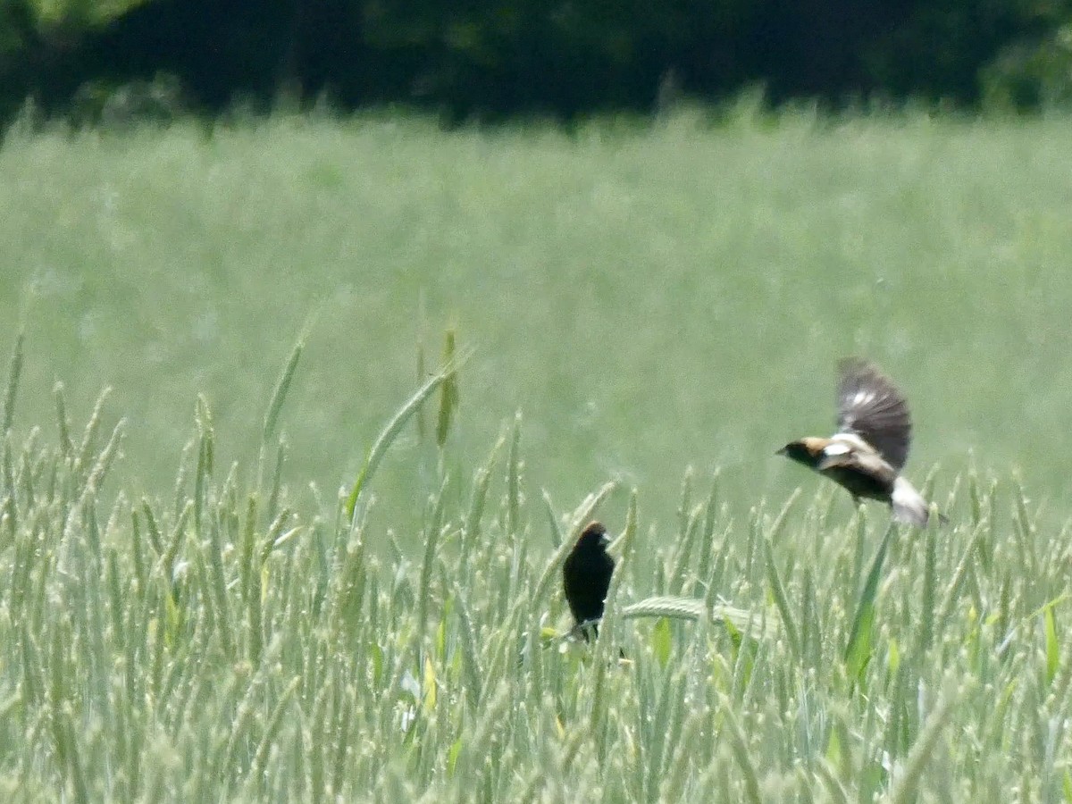 Bobolink - ML634305230
