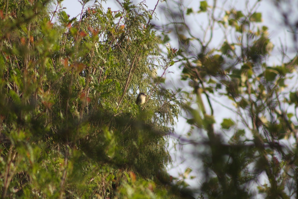 Dusky Flycatcher - ML634305308