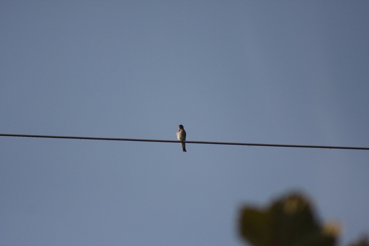 Northern Rough-winged Swallow - ML634305320