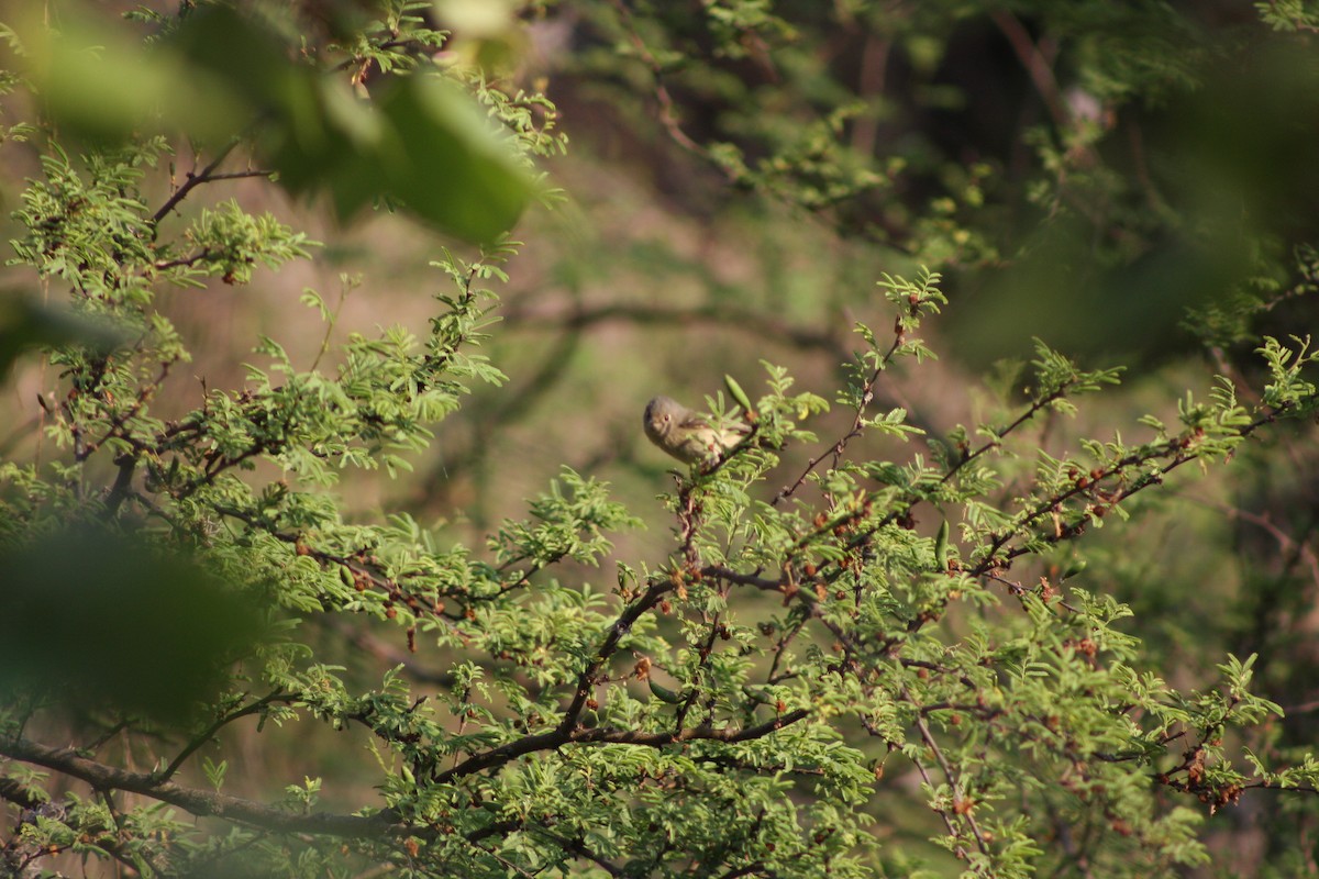 Ruby-crowned Kinglet - ML634305345