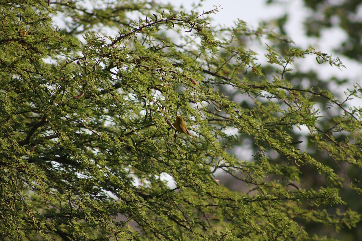 Northern Yellow Warbler - ML634305368