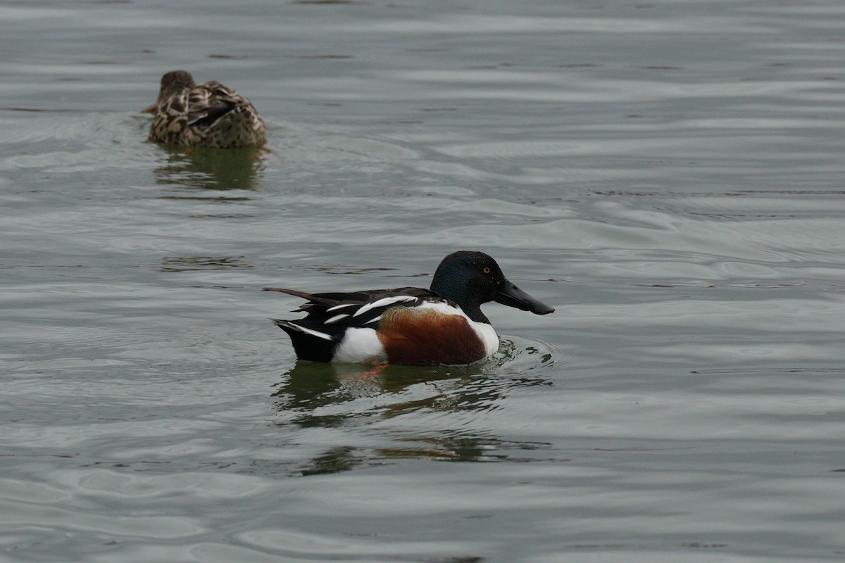 Canard souchet - ML634305411