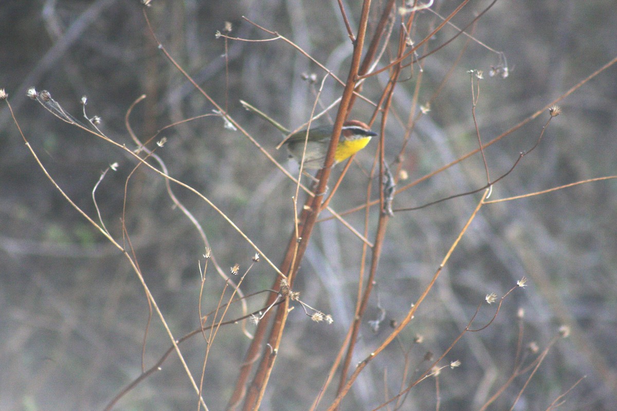 Rufous-capped Warbler - ML634305419