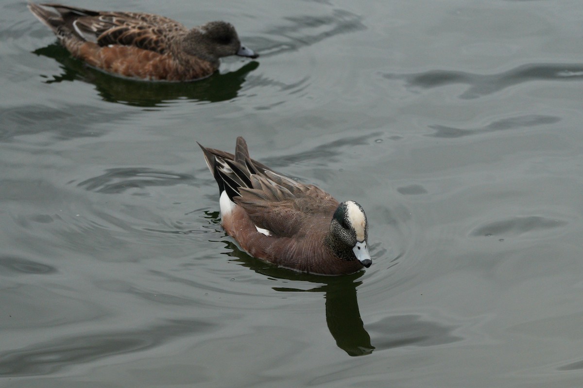 Canard d'Amérique - ML634305425