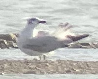 Mediterranean Gull - ML634305463