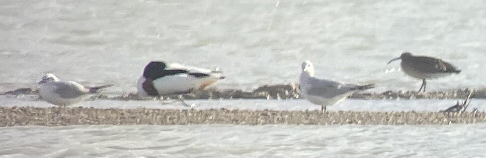 Mediterranean Gull - ML634305464