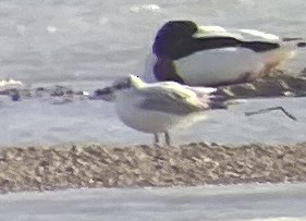 Mediterranean Gull - ML634305465