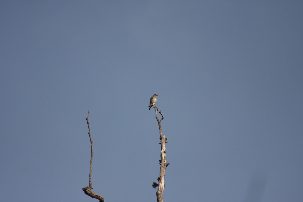 Western Wood-Pewee - ML634305467