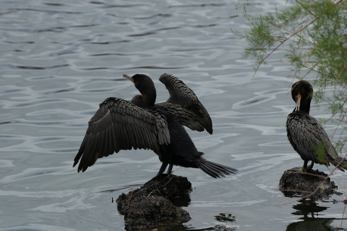 Cormoran à aigrettes - ML634305478