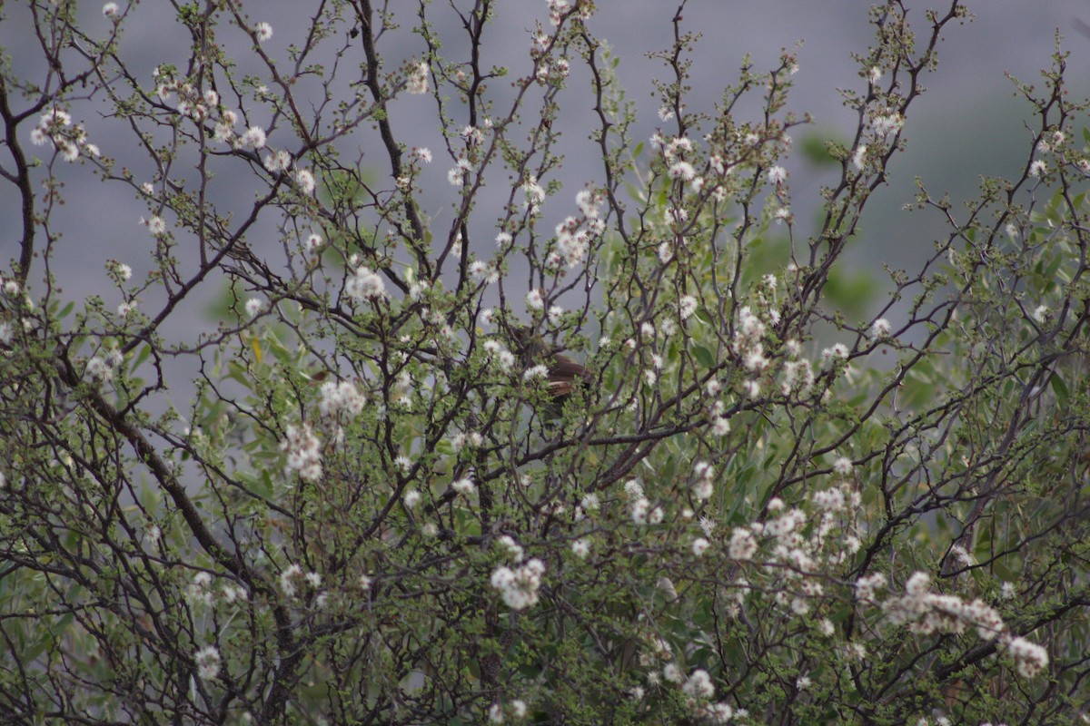 Long-billed Thrasher - ML634305503