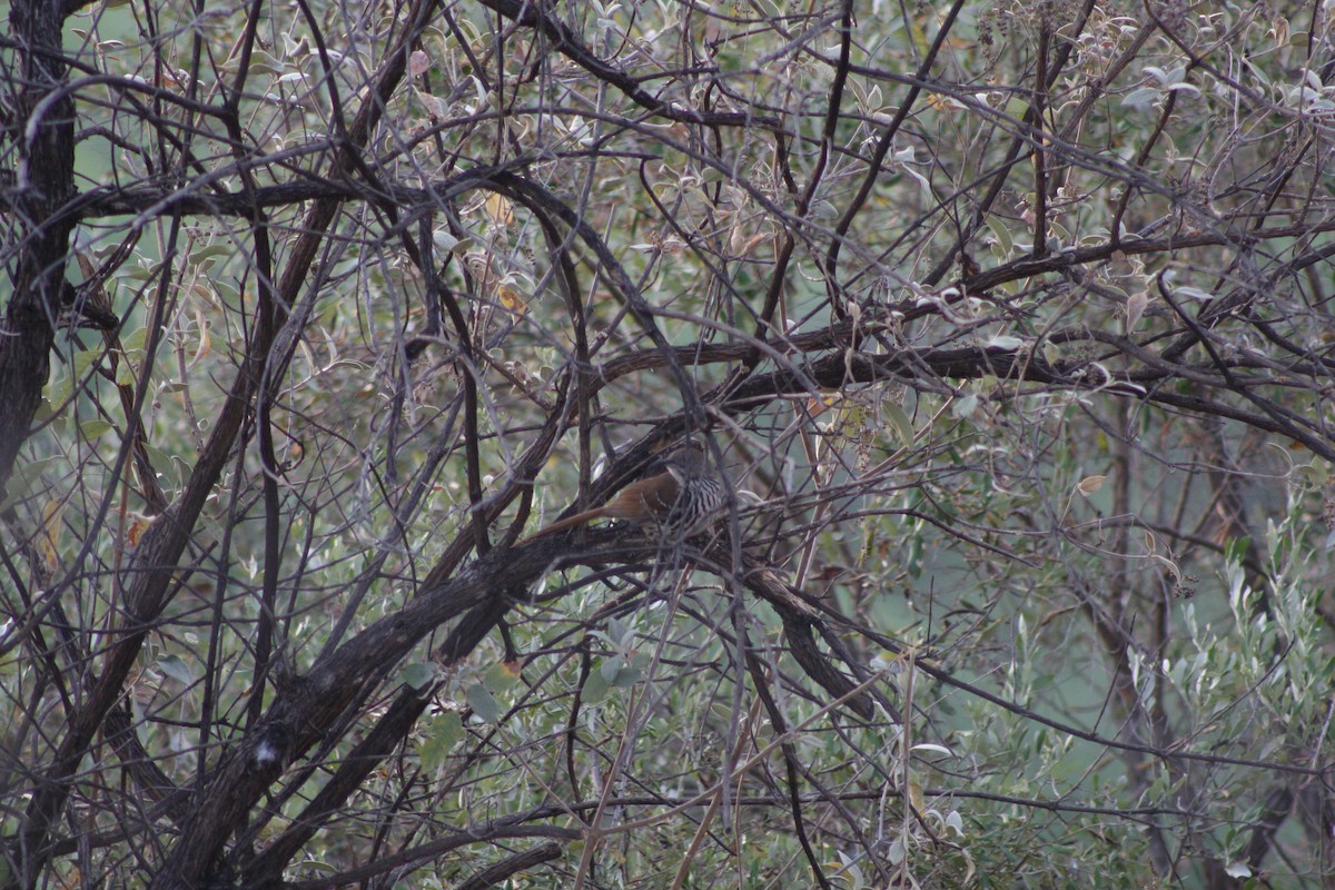 Long-billed Thrasher - ML634305504