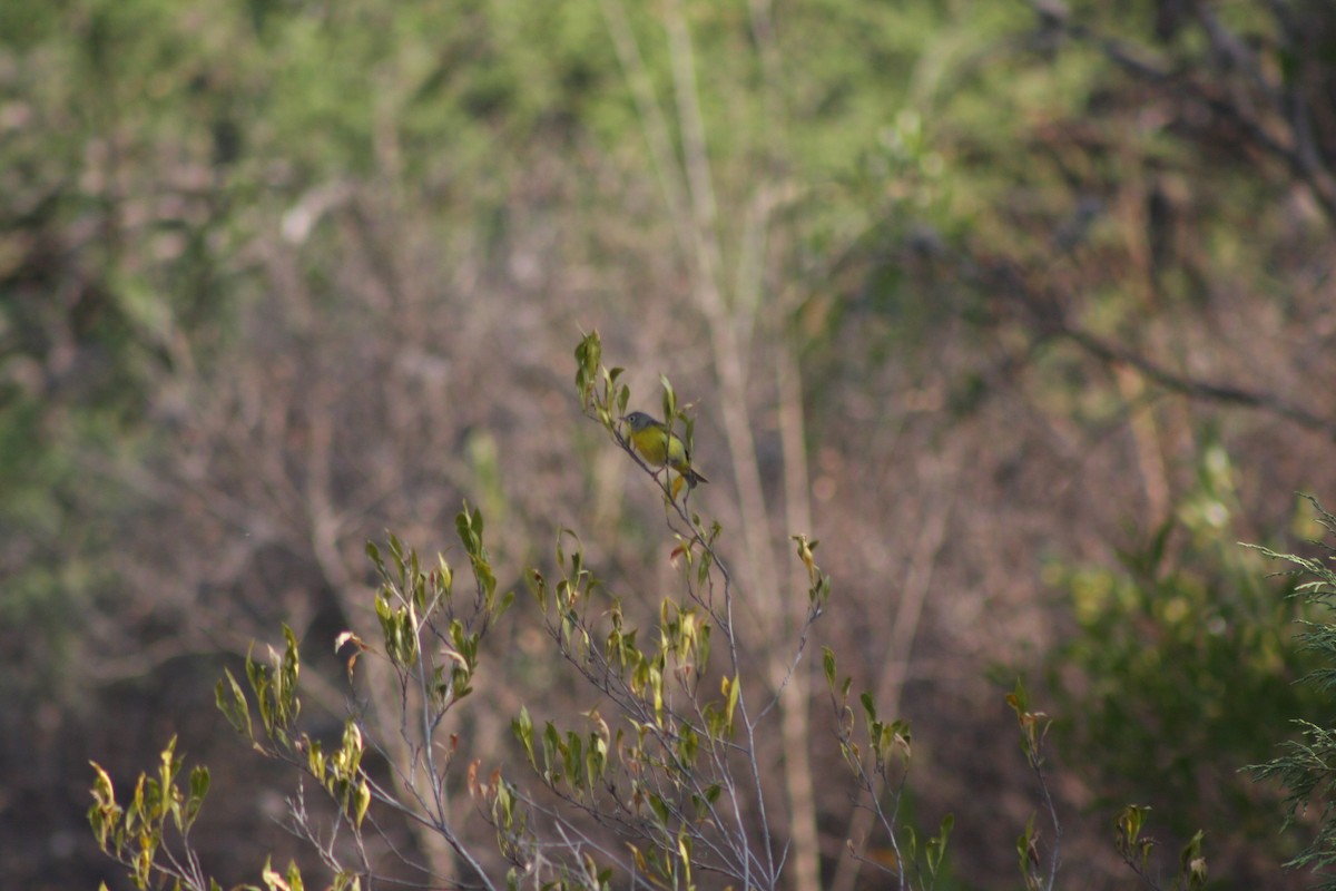 Nashville Warbler - ML634305567