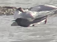 Black Tern - ML634305583