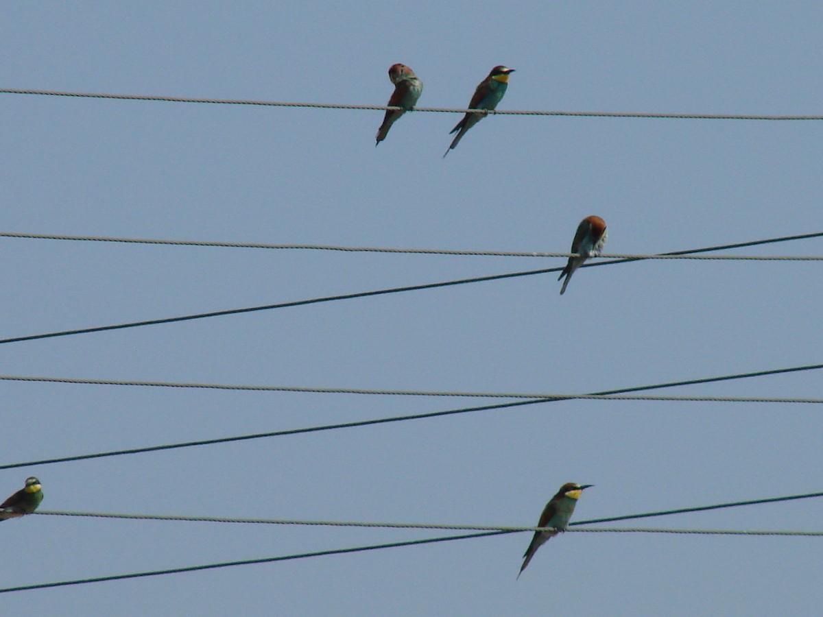 European Bee-eater - ML634305610