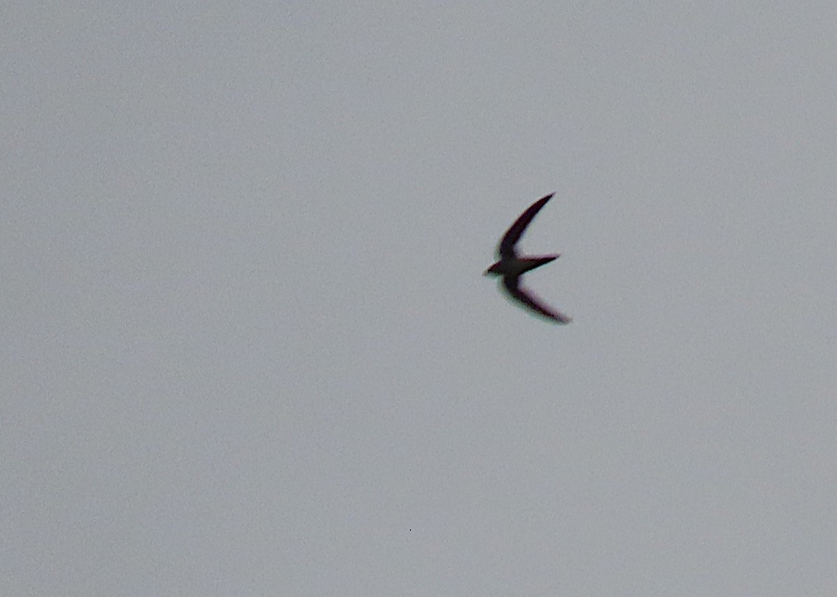 Mottled Swift - ML634305626