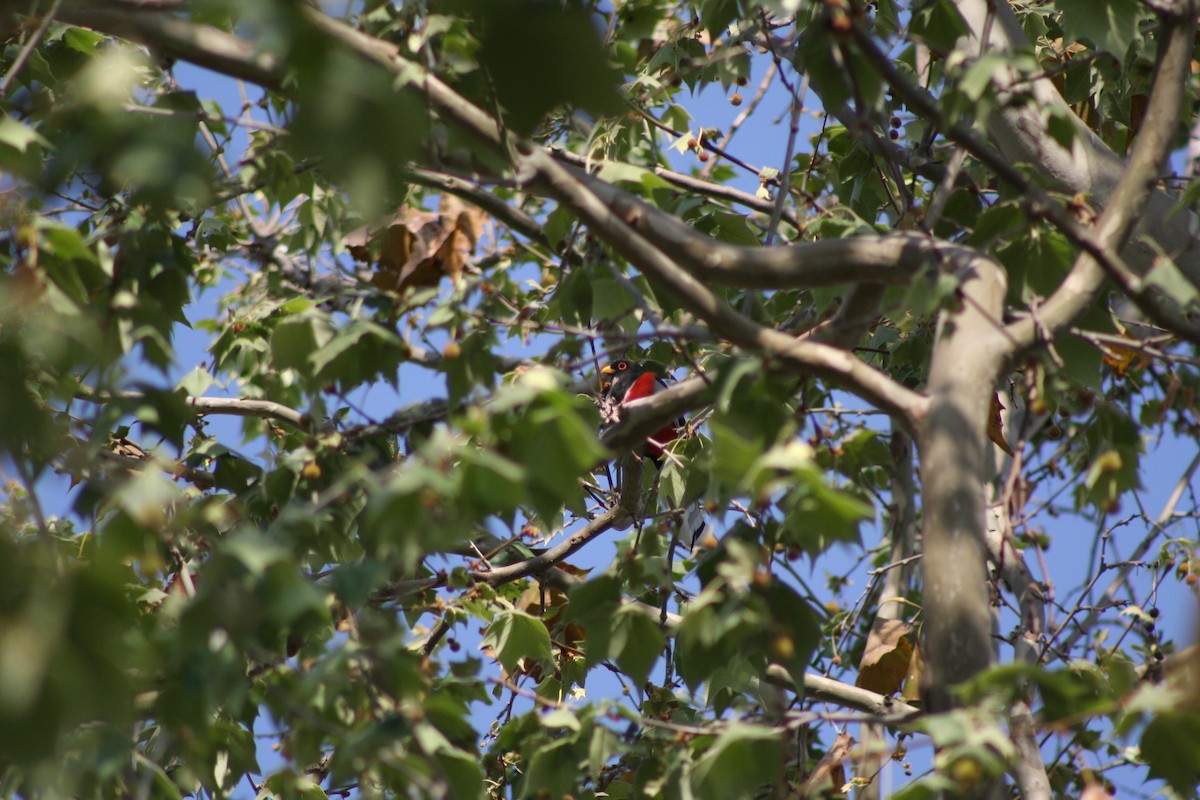Coppery-tailed Trogon - ML634305688