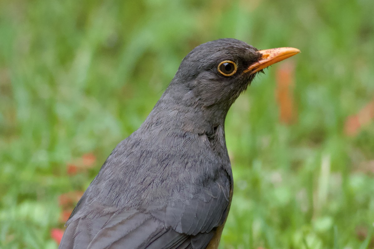 Abyssinian Thrush - ML634305764