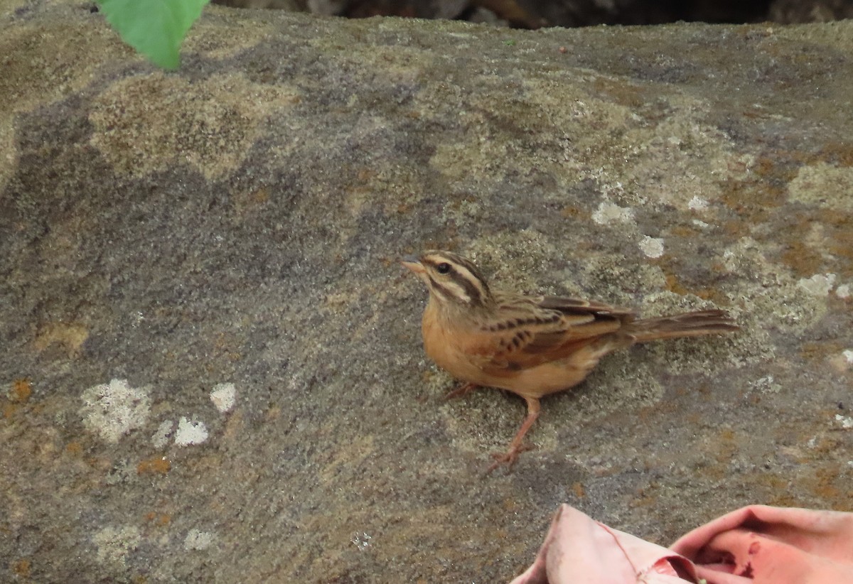 Gosling's Bunting - ML634305811