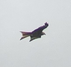 Red Kite - ML634305813