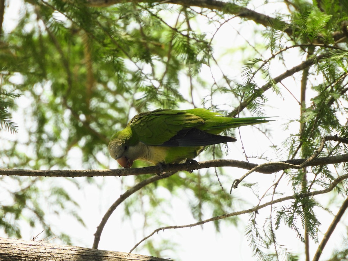 Monk Parakeet - ML634305823