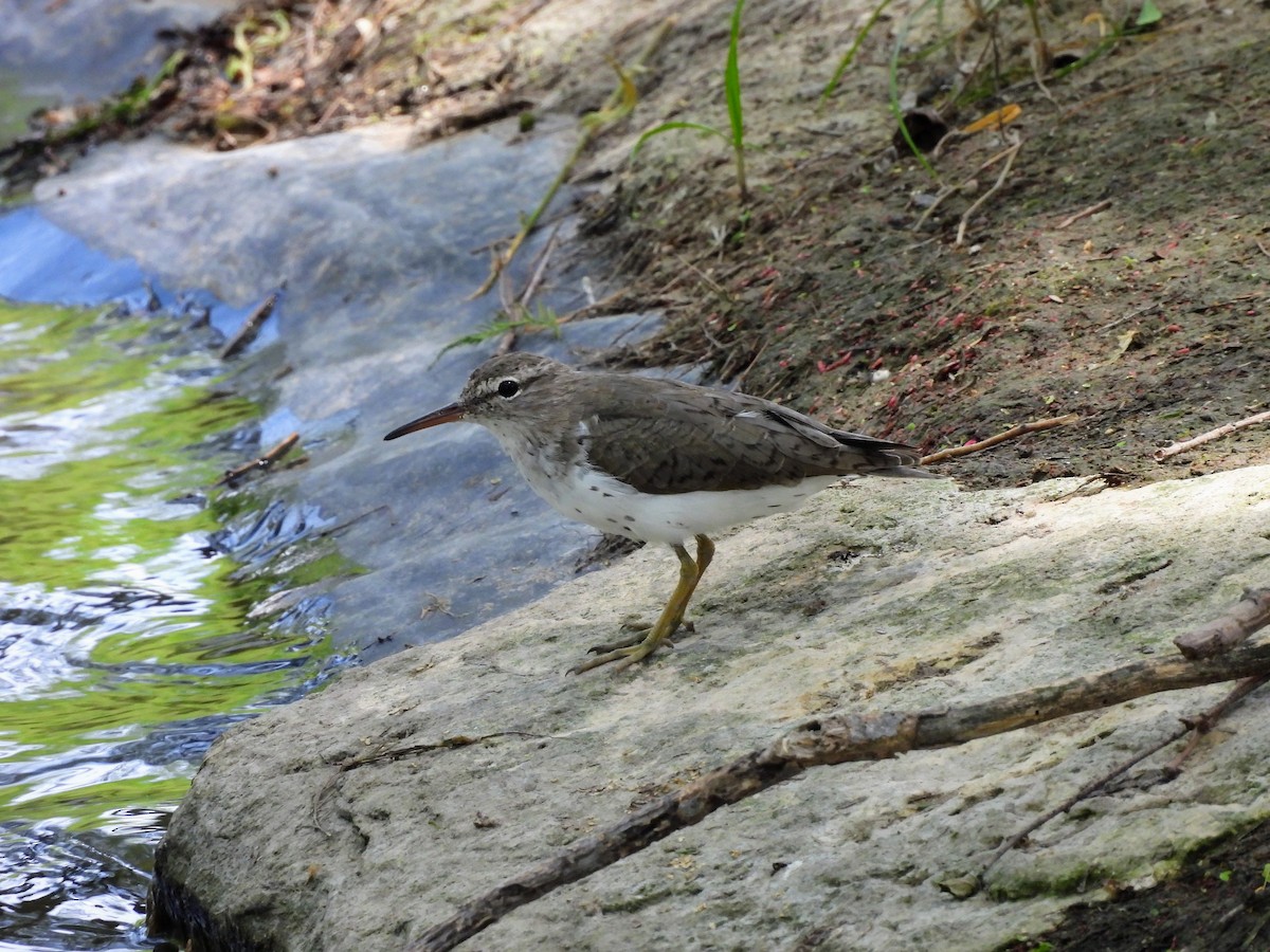 Spotted Sandpiper - ML634305840