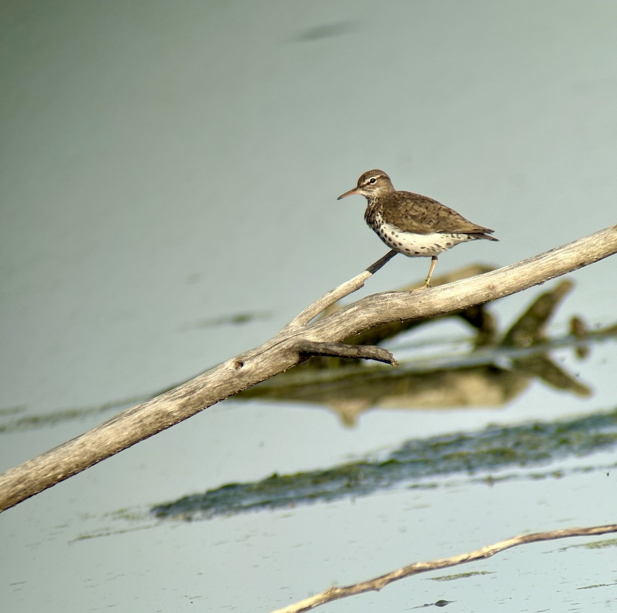 Spotted Sandpiper - ML634305845