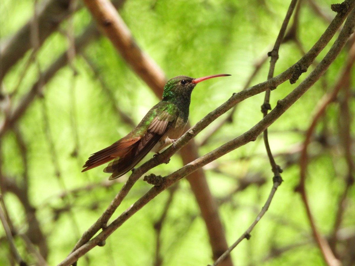 Buff-bellied Hummingbird - ML634305859