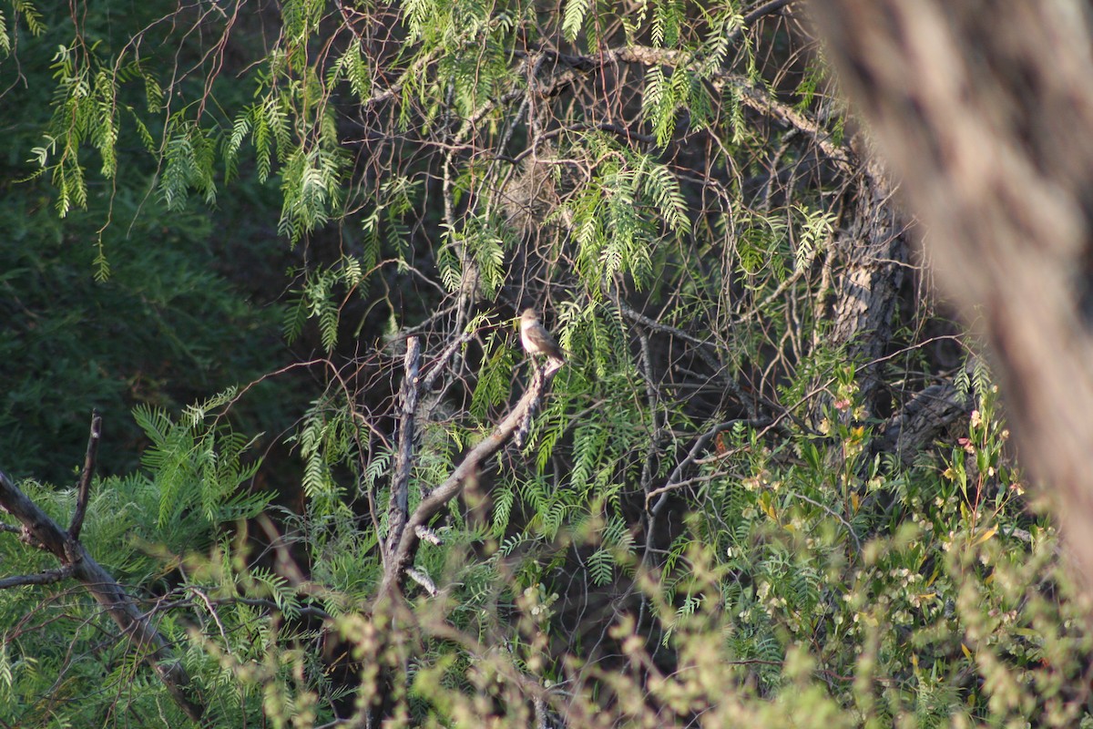 Northern Beardless-Tyrannulet - ML634305875