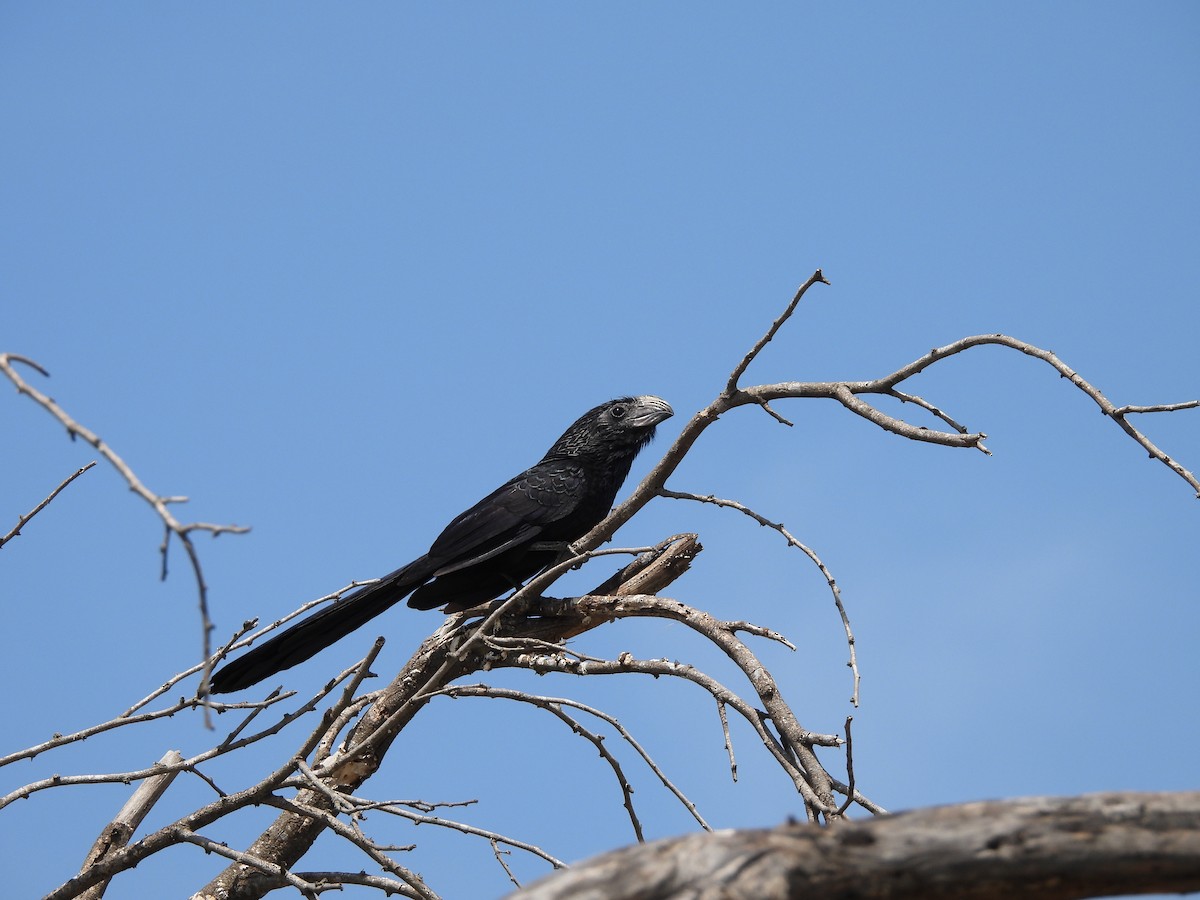 Groove-billed Ani - ML634305921