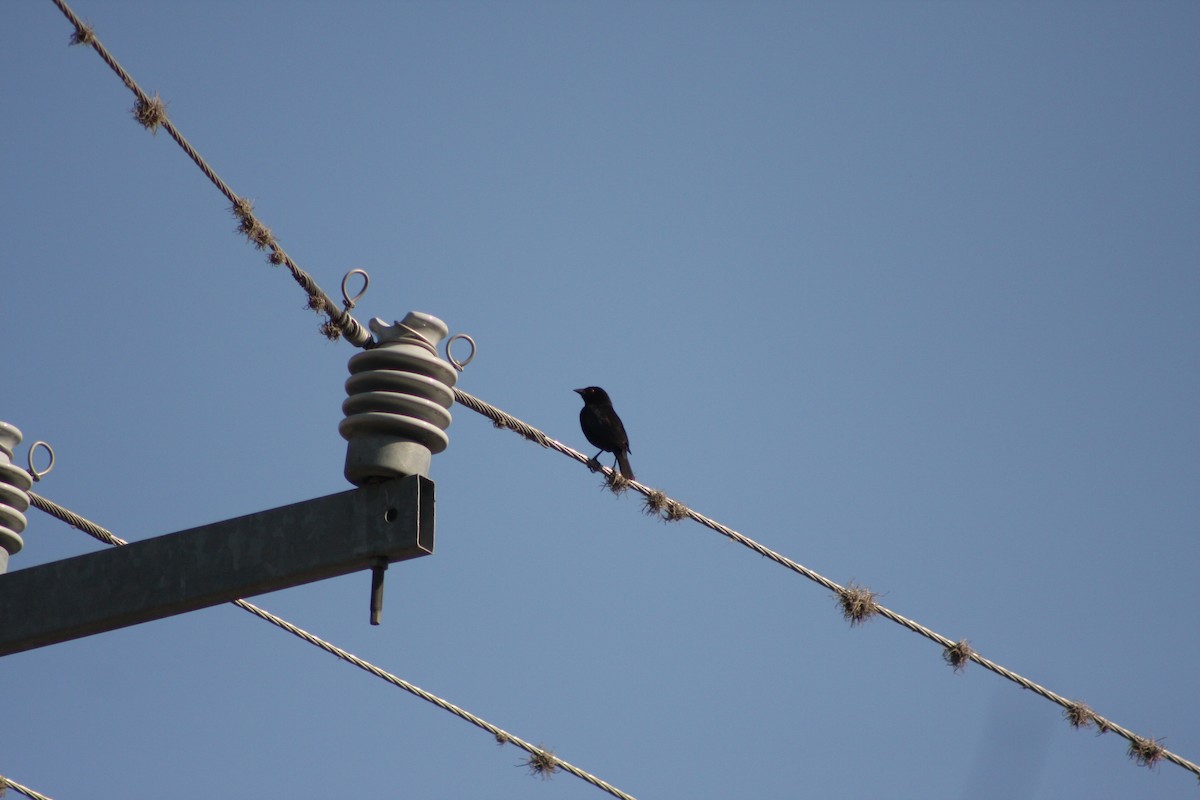 Bronzed Cowbird - ML634305958