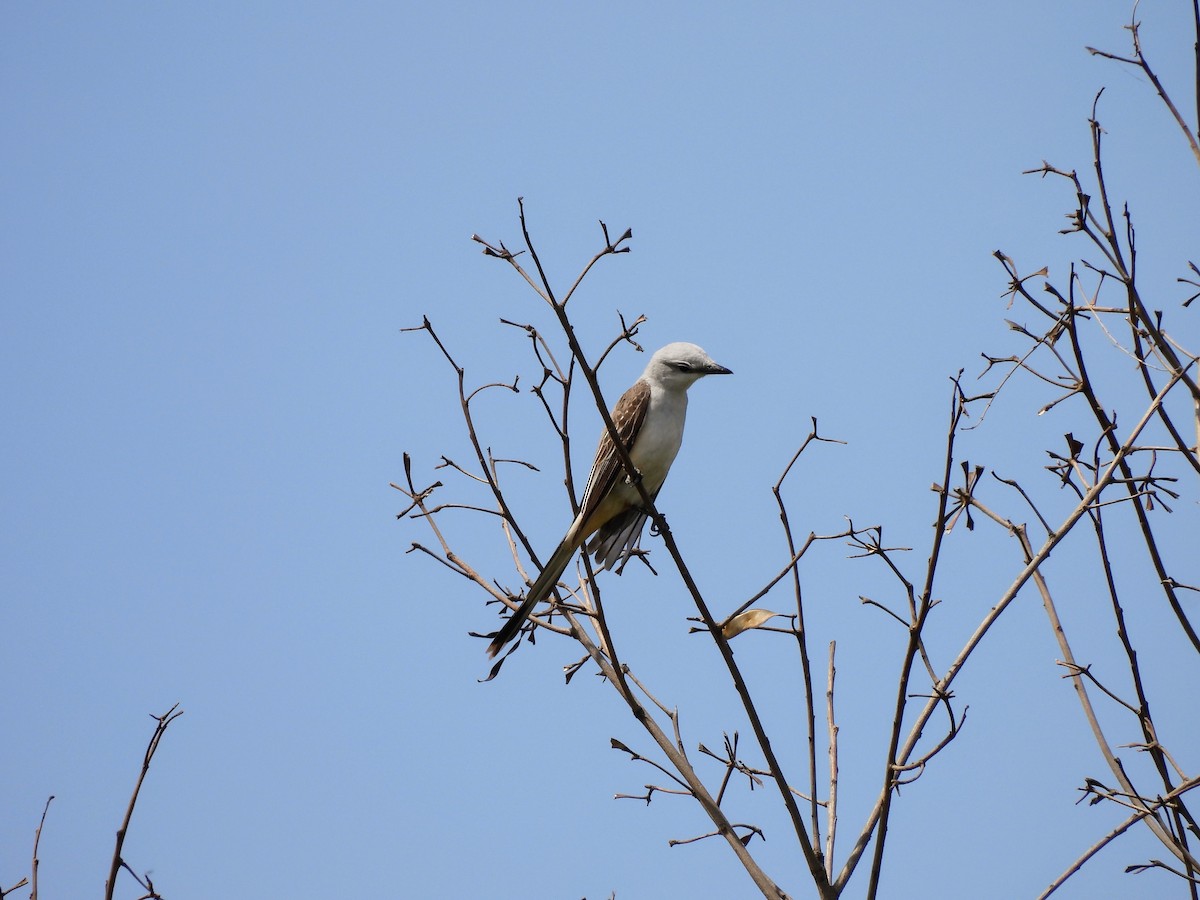 Scissor-tailed Flycatcher - ML634305959