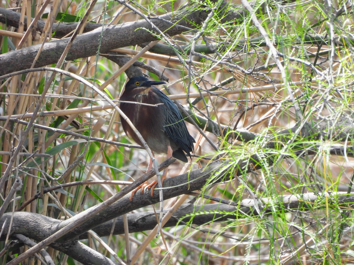 Green Heron - ML634305979
